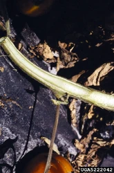 Fusarium wilt