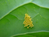 Cabbage White Butterfly Eggs on Marrow Leaf