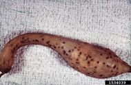 Gummosis (Cladosporium cucumerinum) on a squash