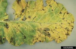 Broccoli Leaf Spot