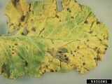 Brassica dark leaf spot