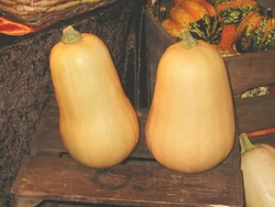 Squash Butternut Squash