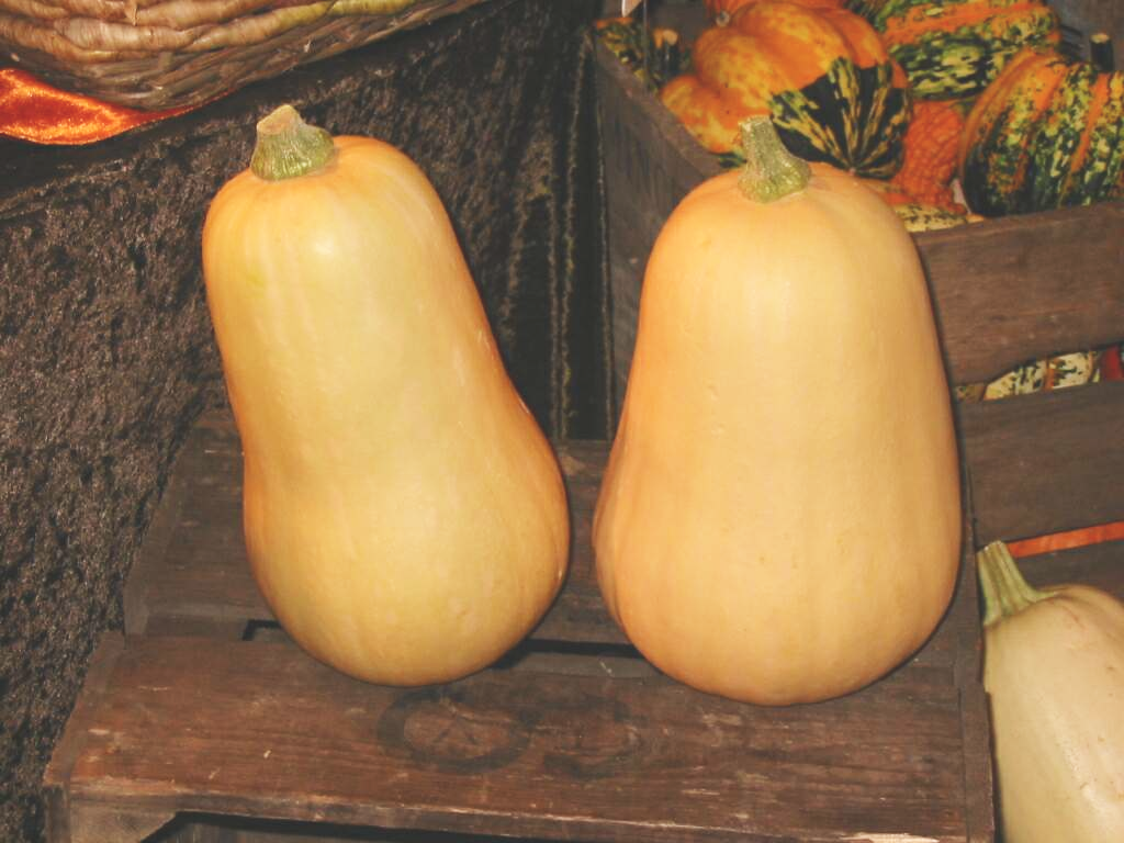 Продолговатая тыква. Мускатная тыква (Cucurbita moschata). Тыква мускатная баттернат сквош. Тыква цукини мускатная. Тыква мускатная Арбатская.