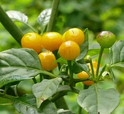 Chilli Charapita