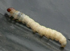 Swift Moth Caterpillar.jpg (25 KB) Swift moth