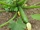 Courgette