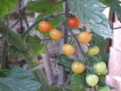 Tomato Sweet Million