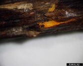 Cane and leaf rust