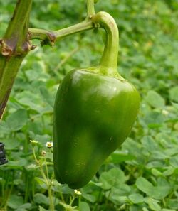 Chili Pimento Fruit