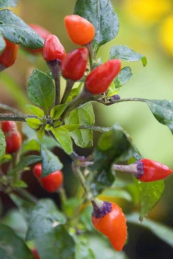 Chilli Bolivian rainbow