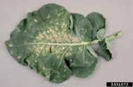 Broccoli Downy Mildew.jpg (298 KB) Broccoli (Peronospora parasitica)