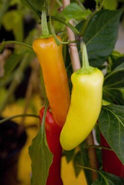 Chilli Hungarian hot wax