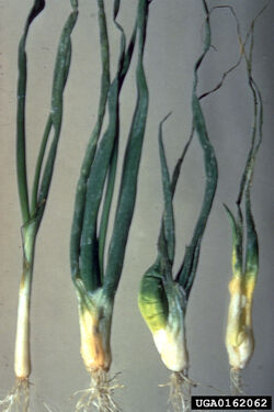Onion Bulb Stem Nematode