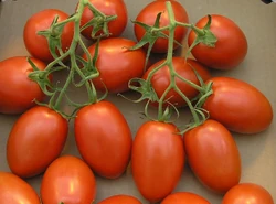 Tomato Roma