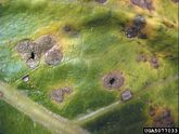 White leaf spot (Brassica) (Cercospora brassicicola) on cabbage