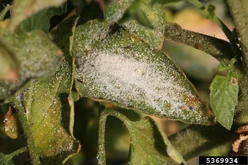 Potato psyllid