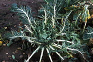 Pigeon damage on cabbage