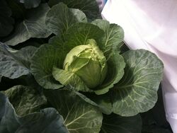 Cabbage Primo-2.jpg
