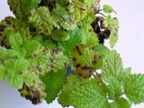 Septoria leaf spot of lemon balm