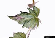 Tomato Late Blight.jpg (134 KB) Tomato leaf