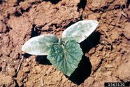 Frost on a cucumber