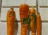 Carrot