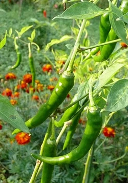 Chilli Piccante de cayenne
