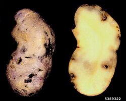 Potato rot nematode Ditylenchus destructor