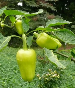 Sweet pepper Giant szegedi