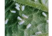 Whitefly