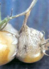 Grey mould
