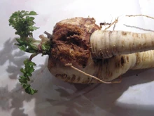 Parsnip Canker.jpg (97 KB) Canker on parsnip