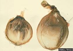 Onion Botrytis