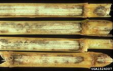 Corn Anthracnose Glomerella graminicola