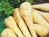 Parsnip