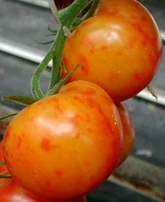 Potassium deficiency