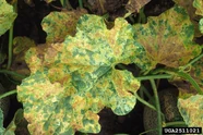 Melon Leaf Miner.jpg (97 KB) Leaf miner on a melon