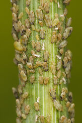 Aphids on a fennel stalk