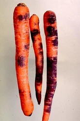 Carrot Black Root Rot.jpeg (47 KB) Black rot on carrot
