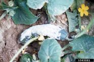 Pythium on a cucumber