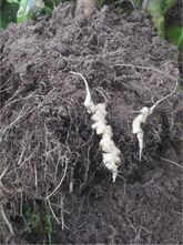 Cauliflower Club Root
