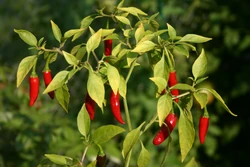 Chilli Bird's eye chilli