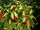 Capsicum frutescens 'Bird's eye chilli'