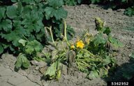 Courgette Bacterial Wilt 2