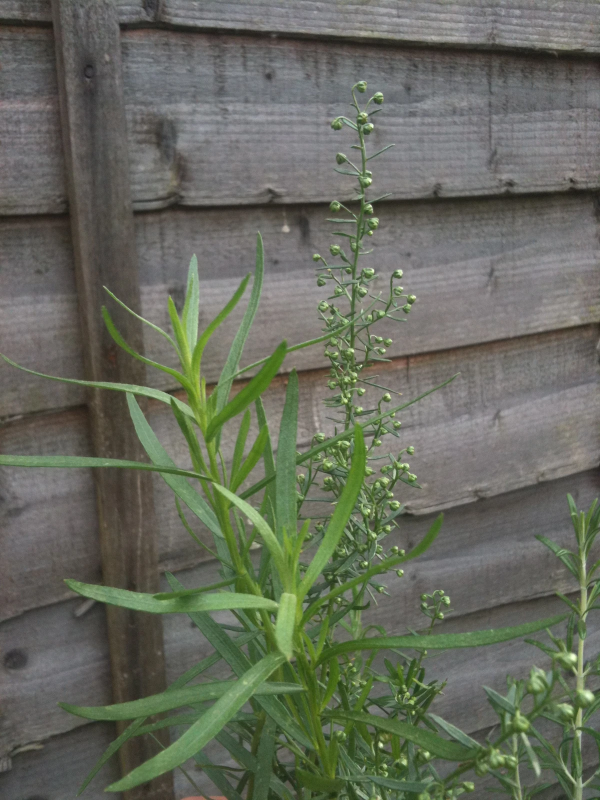 Russian tarragon WikiGardener Fandom