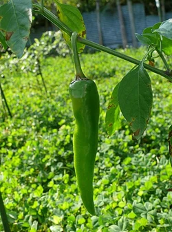 Chilli Golden horn