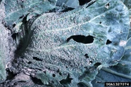 Cabbage Cabbage Aphid.jpg (289 KB) Cabbage