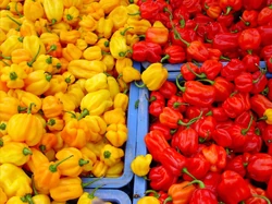 Chilli Madame jeanette