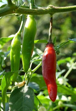Chilli Pico de gallo