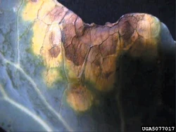 Cabbage Black Spot Xanthomonas campestris pv. campestris